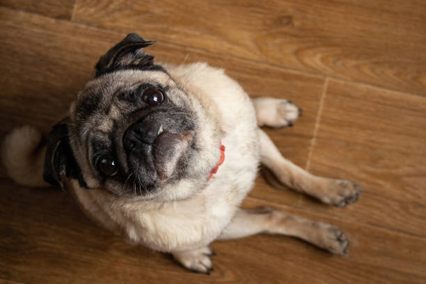 istock pug dog sitting on the floor in the kitchen 1491335586