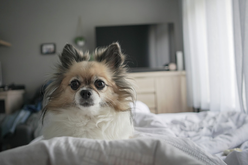 Chihuahua has lain down in the bedroom looking at the camera