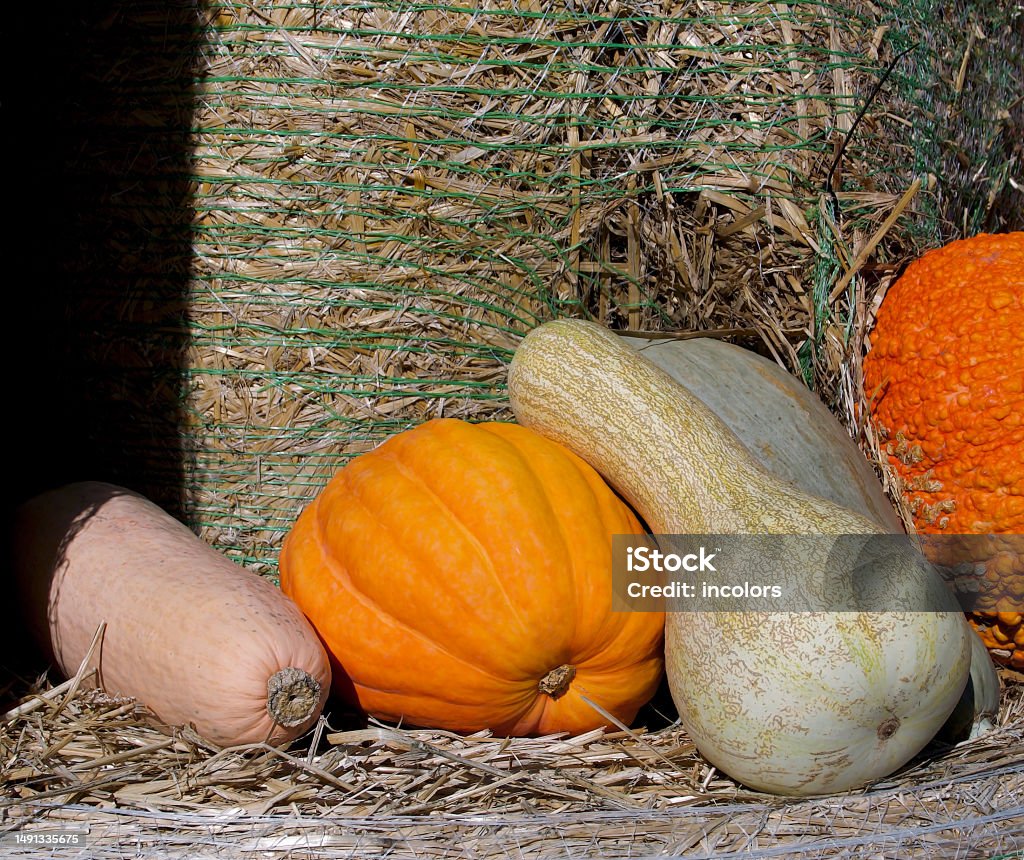pumpkins on a haystack composition of pumpkins on a haystack Agriculture Stock Photo