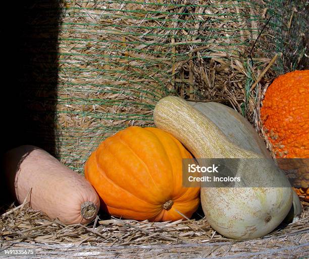 Pumpkins On A Haystack Stock Photo - Download Image Now - Agriculture, Autumn, Beauty