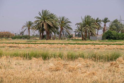 Landscape with cultivated fields in Luxor, Egypt