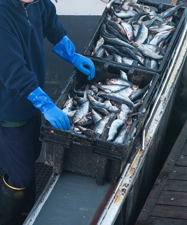 Worker selecting fish on a fishing boat. Blue gloves