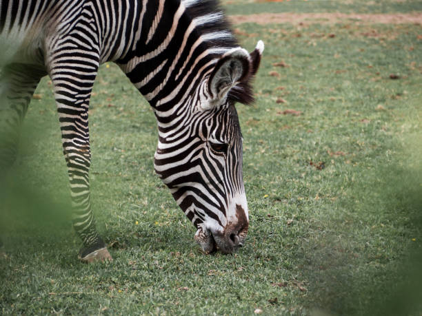 istock Moscow Zoo. A zebra on a walk in its enclosure nibbling on grass. 1491339741