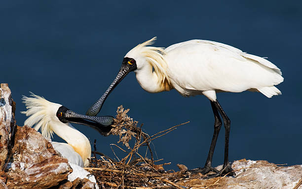 顔の黒いヘラサギ - black faced spoonbill ストックフォトと画像