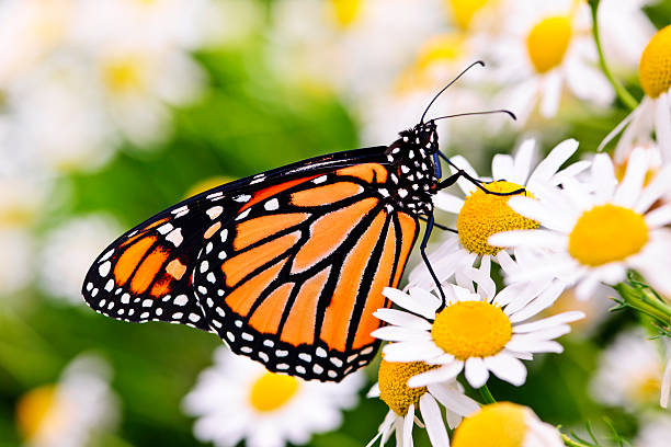 Photo of Close-up of Monarch butterfly on a cluster of daisies
