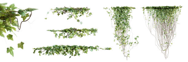 istock Set of Hedera Canariensis creeper plant, isolated on white background. 3D render. 1491342926