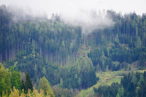 istock Green alpine slopes in the fog. Clouds float through the spring green mountains. Clouds have fallen on the green mountains. The green mountains of the Austrian Alps in the fog. 1491343035