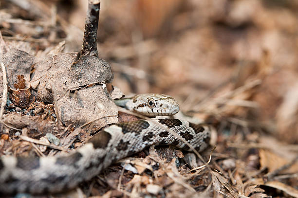 istock juvenile rat snake - Elaphe obsoleta 149134319
