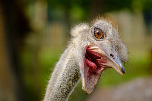 Close-up of the head of an adult ostrich smiling in zoo