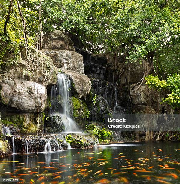 Koi Fish In Pond At The Garden With A Waterfall Stock Photo - Download Image Now - Bush, Carp, Cliff