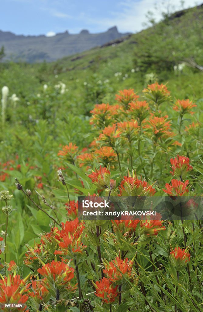 Montanha wildflowers - Royalty-free Ao Ar Livre Foto de stock