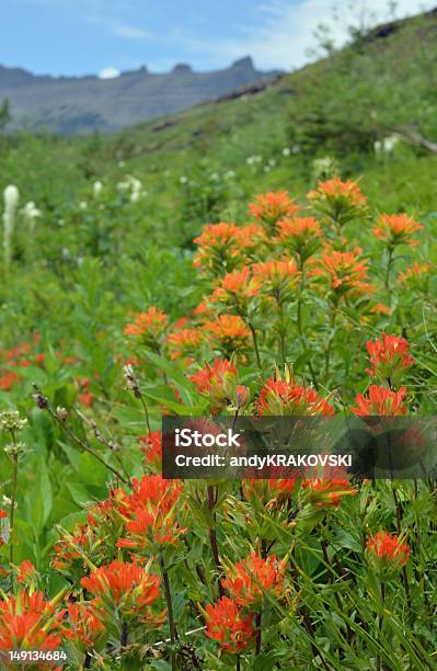 Montanha Wildflowers - Fotografias de stock e mais imagens de Ao Ar Livre - Ao Ar Livre, Destino de Viagem, Flor