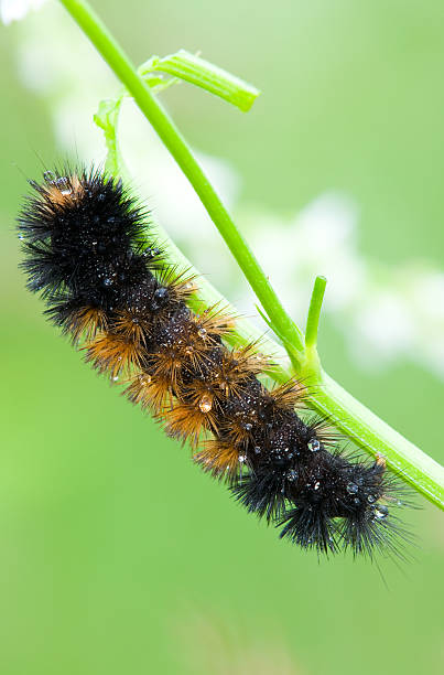 Caterpillar - foto de stock