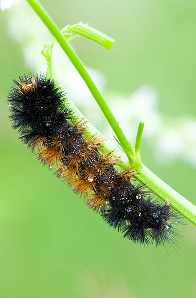 Caterpillar stock photo