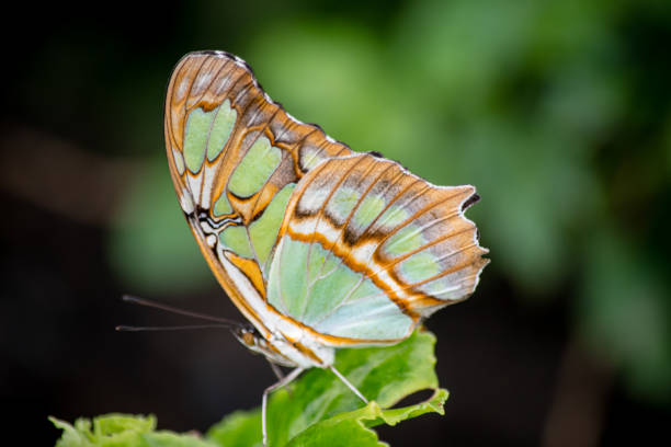 Parthenos sylvia, the clipper, is a species of nymphalid butterfly found in south and southeast Asia