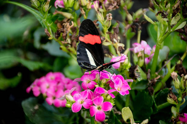 istock Black Butterfly with Striking White and Red Stripe on Magenta Blossoms 1491347740