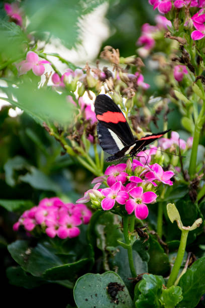 istock Black Butterfly with Striking White and Red Stripe on Magenta Blossoms 1491347741