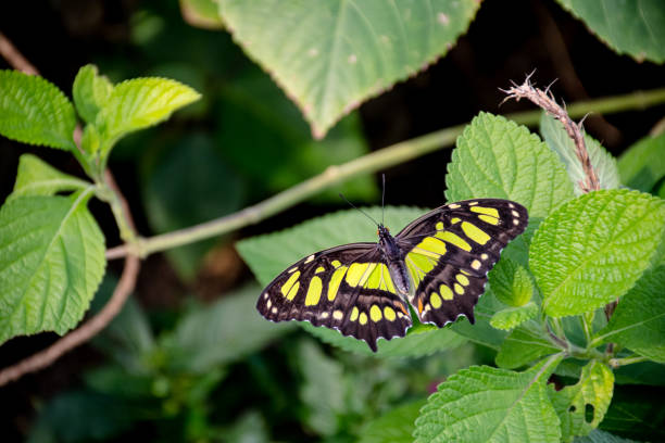 Immerse yourself in nature's embrace with this captivating image featuring a black butterfly adorned with mesmerizing green spots gracefully surrounded by lush green foliage. The vibrant hues of green create a harmonious backdrop, accentuating the delicate beauty of the butterfly. Witness the symbiotic relationship between the graceful insect and the abundant foliage, offering a glimpse into the enchanting wonders of the natural world.