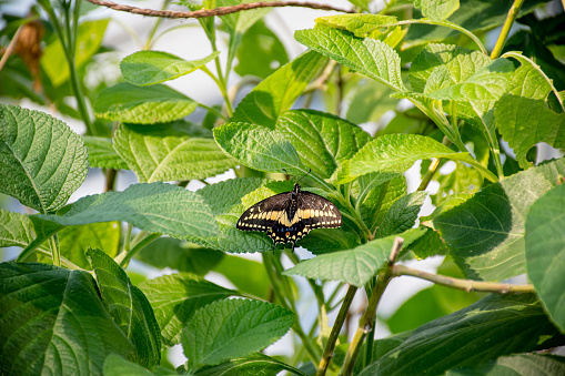 Experience the dynamic interplay of colors in this image, featuring a striking black and yellow butterfly gracefully positioned amidst a backdrop of lush green leaves. The vibrant contrast between the butterfly's bold hues and the verdant foliage creates a captivating scene that celebrates nature's diverse beauty. Immerse yourself in the mesmerizing details and discover the delicate balance between elegance and vibrancy.