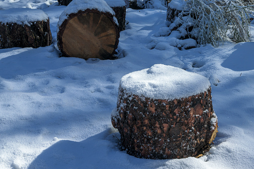 Close-up of cut logs covered in snow from recent snowstorm.

Taken in the Sierra Nevada Mountains, California, USA