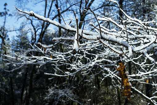 Close-up tree branch covered in snow from recent snowstorm.

Taken in the Sierra Nevada Mountains, California, USA