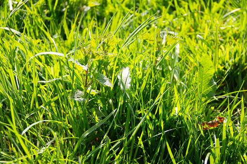 Close up shot of grass growing in spring time in agricultural field, with nettles and dock leaves also springing up along with the grass, weeds that animals won’t eat.