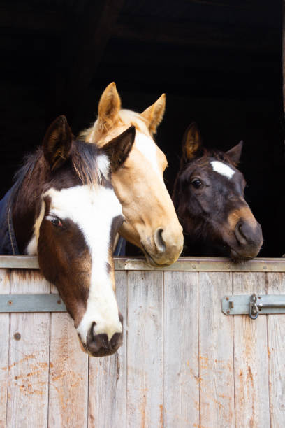 White horse look out from stable window. Portrait of farm animal. Mare head in wooden paddock inside