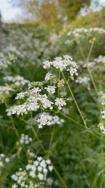 cow parsley - cow parsley imagens e fotografias de stock