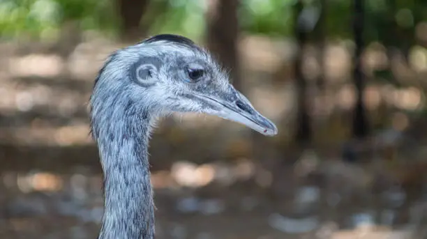 Grey ostrich looking sad, looking down to the floor
