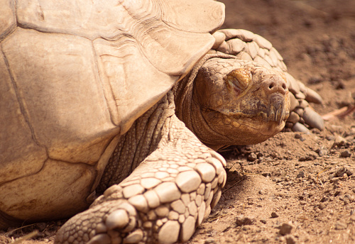Brown tortoise having a nap on sand, closeup shot