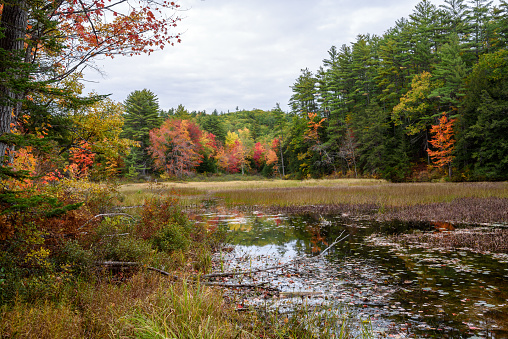 Marsh surrounded by dense forest on a cloudy autumn day. Autumn colours. New Hampshire, USA.