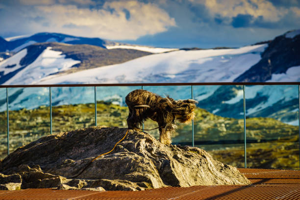Travel with animals. Dog on Dalsnibba viewpoint in Norway