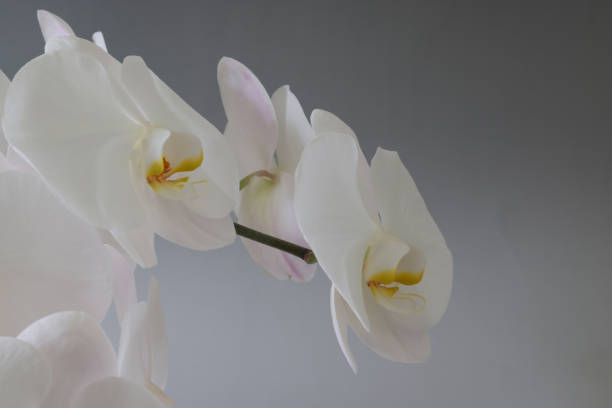 istock Phalaenopsis orchid isolated on a gray background. 1491351269