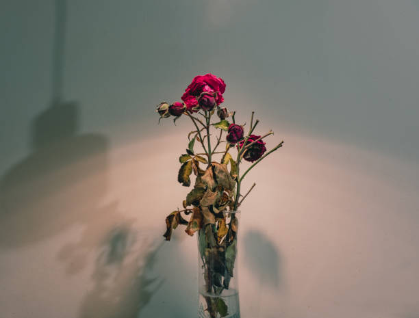 istock Withered rose with dry leaves highlighted from above. 1491351288
