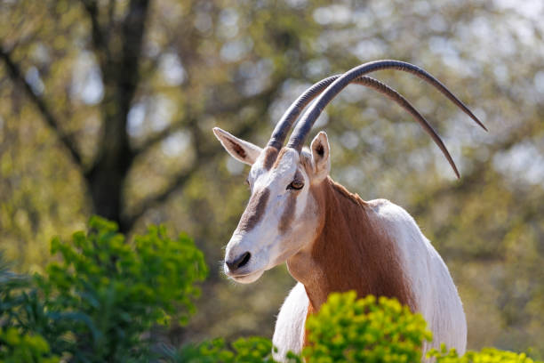 ятаган орикс, oryx dammah, также известный как ятаган-рог орикс и сахарский орикс - scimitar стоковые фото и изображения