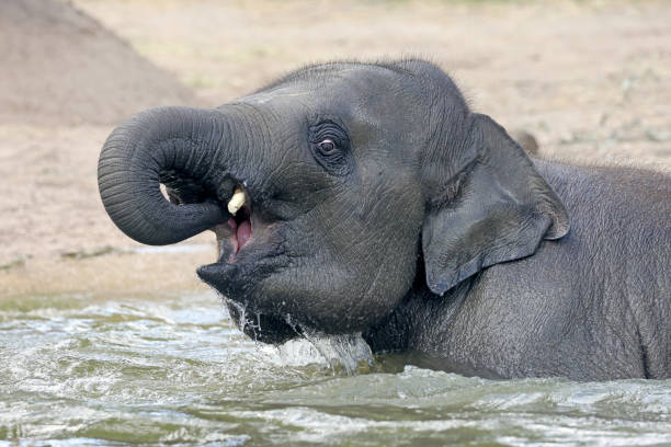 istock An Indian elephant, Elephas maximus indicus, in the water 1491352749