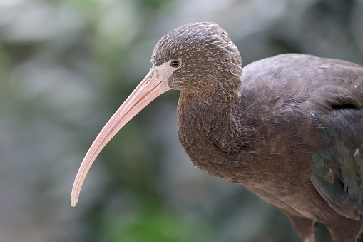 The Puna ibis, Plegadis ridgwayi, closeup on blurred background