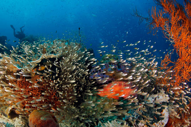 istock Raja Ampat Coral Reef Life 1491352816