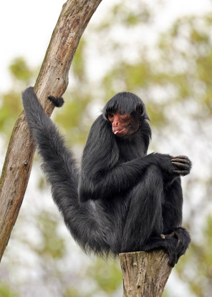 istock Red-faced spider monkey, Ateles paniscus, also known as the Guiana spider monkey or red-faced black spider monkey 1491352826