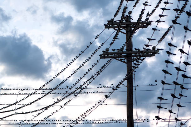 istock Electric pole wire line cable post, bird sits on one of the wires. 1491352873