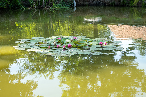 An island of water lilies in the middle of the pond, Lilie wodne Grzybienie róowe Nymphaea alba L