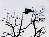 Black Raven Flying