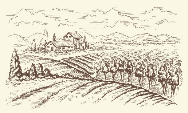 krajobraz winnicy liniowej - winery stock illustrations