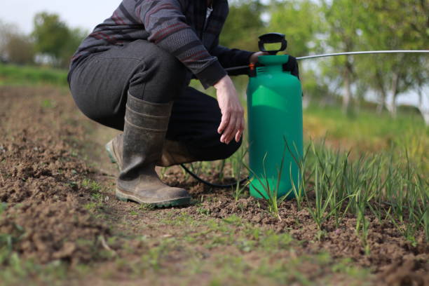 istock Man sprays against plant pests 1491355900