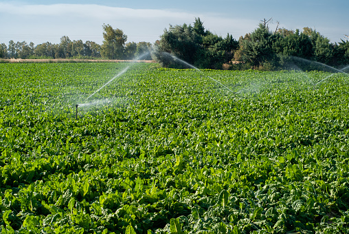 Chard cultivation field with sprinkler irrigation system.