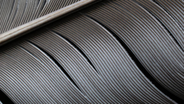 istock carrier pigeon feather. macro photo 1491359685