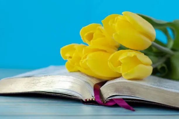 Open holy bible book and yellow tulips on wooden table with blue background. A closeup. Copy space. Christian growth, change, hope, and faith in God Jesus Christ, biblical concept.