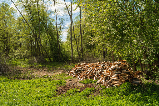 Pile of chopped firewood in the forest. Procurement of ecological alternative fuel