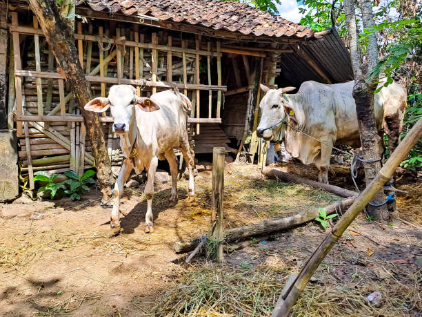 istock Cow near the cage 1491362262