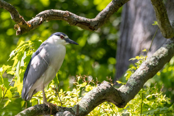 Black crowned night heron Heron enjoys the morning sun after fishing over the canal black crowned night heron nycticorax nycticorax stock pictures, royalty-free photos & images